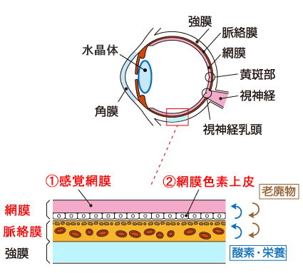 網膜の断面図